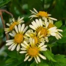 화성반월고등학교 이미지