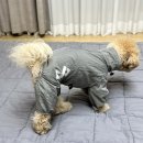 더펫 | 말티푸 강아지 바람막이 올인원 니즈더펫 옷 착용후기