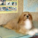 하나행운켄넬 이미지