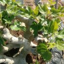 삼호농장 이미지