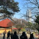 명상길 | 봉은사 벚꽃 선명상축제 2026 구경 명상길 한국화 공양미 시주 후기