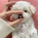 대구 불로동 화훼단지 방문 및 식물 구매 후기(feat. 싱싱원예, 병희농원, 청운꽃농원, 상록식물원...