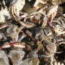 서망항1 이미지