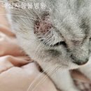 녹십자 동물병원 | 광산구동물병원 녹십자동물병원 찐후기
