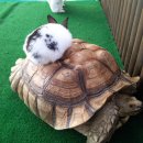 토끼와거북이 이미지