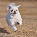 지니하니 이미지