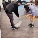 은행유치원 | 펫유치원교원 자격증 취득 방법 애견유치원창업 실습 후기 월급 공개