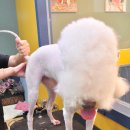 신정애견미용 이미지