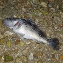 신진도pc 이미지