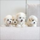 유어펫 라운지 강아지분양 네이버블로그