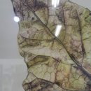 [성인] 색연필로 그리는 꽃 그림 보태니컬 아트 이미지