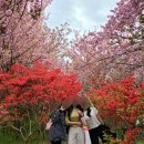 완산-19 | 완산칠봉꽃동산ㅣ전주 겹벚꽃 철쭉 맛집 너무 예쁨 (4월 19일 따끈한 실시간 개화상황)