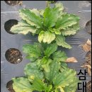 질경이농장2 | 장운동 촉진 이렇게 해보세요