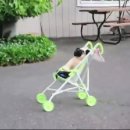 퍼그는 운동중(원제 : Pug puppy pushes baby stroller, skateboard) 이미지