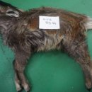 강원대학교부설 야생동물구조센터 이미지