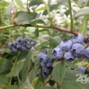 보라농장2 이미지