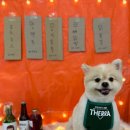 꽁꼼하개 이미지