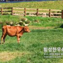 횡성한우 - 의정부시 회룡로 138 | 횡성한우