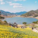수선화 티스토리