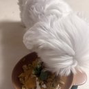 누리댕댕 이미지