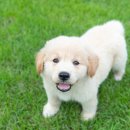 24시 송도힐 동물메디컬센터 이미지