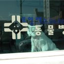 조양래 동물병원 미용실 이미지