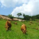 대평원목장 이미지