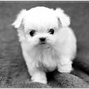 박촌강아지 이미지