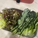 더쌈바이올댓베지 제철채소 채소구독 야채정기배송 체험 후기