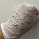 오소 | 신림역 엑시드닝 화장 잘 먹는 꿀피부 오소왁싱 방문 후기