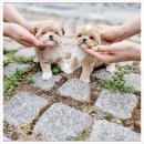 펫블리 | 강아지 분양 고민 중이신가요? 광주강아지분양 광주강아지분양 펫블리 애견 샵 직접 다녀온 후기