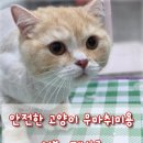 영블리 펫살롱 이미지