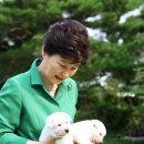 퍼스트독 이미지