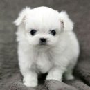 내사랑 강아지 이미지