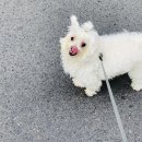 오늘DOG예쁨 | [대봉동 애견미용]반월당 애견미용샵 오늘dog예쁨 솔직후기