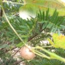 건강 약초 이미지