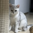 페츠온동물병원 | 몰아쓰는 고양이 사진일기 │ 광주 동물병원 [페츠온] 7년 단골후기