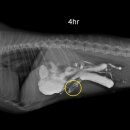 진천동물병원 이미지