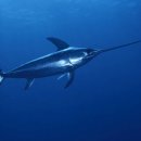 Swordfish Fishing - 돛없는 황새치 낚시 이미지