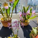 우동 신일교회 이미지