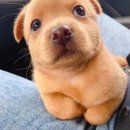 똥깡아지네 이미지