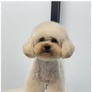 오쿠숑 이미지