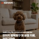 강아지 발목탈구 및 골절 치료, 관절고정술, N동물의료센터 노원점