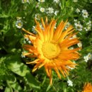 바크먼트 이미지