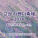 고성 라벤더축제 2018 이미지