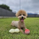 해보듬이 펜션 | 군산애견독채펜션 스테이포레스트 내돈내산 재방문