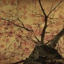 비발디사계 이미지