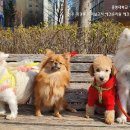 오마이멍멍 이미지