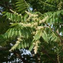 참죽나무 Toona sinensis (A.Juss.) M.Roem. 이미지