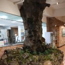 생생갈비 | 제주 노형 맛집 중식당 정통 산동요리전문점 홍소돼지갈비와 탕수육 생생후기